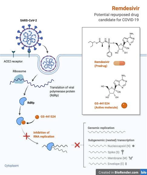 First stages of the SARS-CoV-2 viral replication cycle. The repurposed drug remdesivir can potentially block viral replication by inhibiting the SARS-CoV-2 enzyme RNA-dependent RNA polymerase (RdRp)