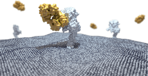 Three-dimensional visualisation of the human epidermal growth factor receptor 2 (HER2; white) embedded in the plasma membrane of a human cell, interacting with Pertuzumab, an FDA-approved monoclonal antibody (yellow)