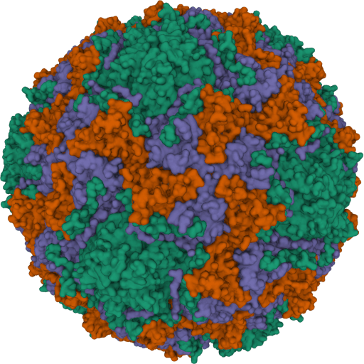 3D visualisation of Viruses